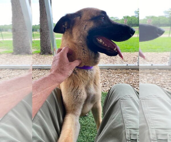Medium Photo #4 Mutt Puppy For Sale in Imlay City, MI, USA