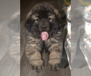 Sarplaninac (Illyrian Sheepdog ) Puppy for sale in TOWNSEND, MT, USA
