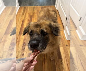 Husk - Male Chow Chow-German Shepherd Dog Mix Dog for Adoption - Photo #7