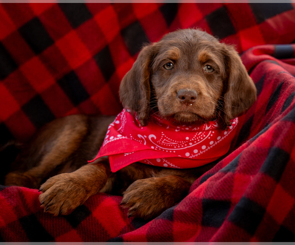 Medium Photo #1 Labradoodle Puppy For Sale in DEEPWATER, MO, USA