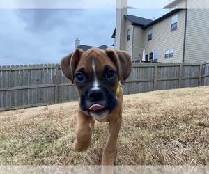 Boxer Puppy for sale in LOGANVILLE, GA, USA