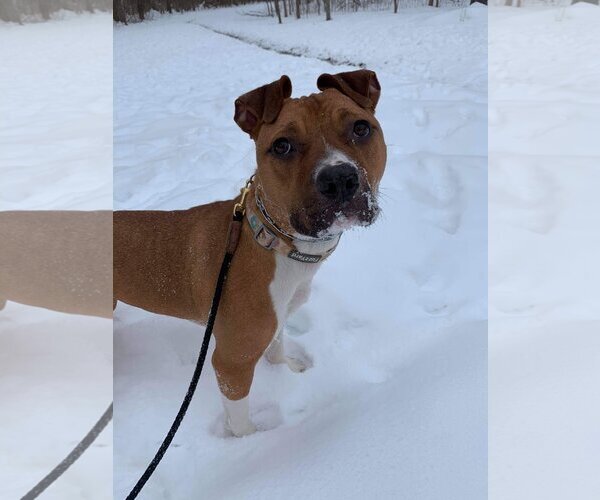 Medium Photo #16 American Pit Bull Terrier-Unknown Mix Puppy For Sale in Lockport, NY, USA