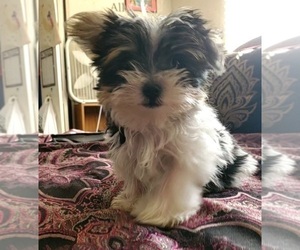 Yorkshire Terrier Puppy for sale in CO SPGS, CO, USA