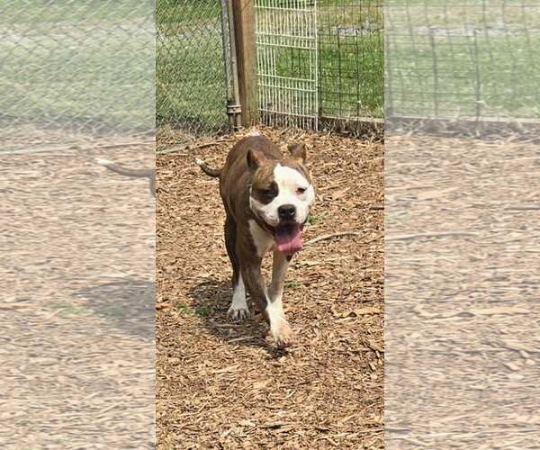Medium Photo #1 Mutt Puppy For Sale in Rustburg, VA, USA