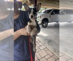Small #1 Jack Russell Terrier Mix