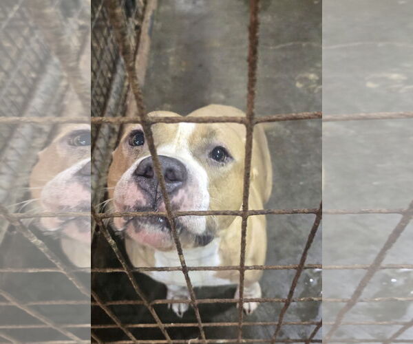 Medium Photo #2 American Pit Bull Terrier-Unknown Mix Puppy For Sale in Jackson, MS, USA