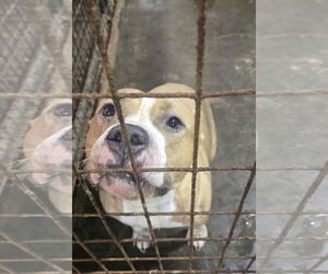 American Pit Bull Terrier-Unknown Mix Dogs for adoption in Jackson, MS, USA