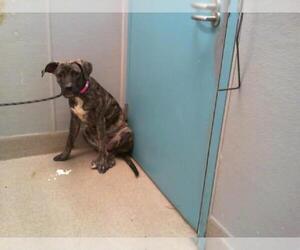 Mastiff-Unknown Mix Dogs for adoption in Las Vegas, NV, USA