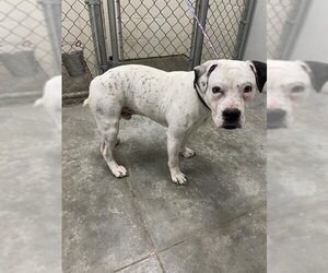 Bulldog-Unknown Mix Dogs for adoption in Rosenberg, TX, USA