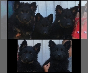 German Shepherd Dog Puppy for sale in COUCH, MO, USA