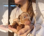Small #2 Dachshund