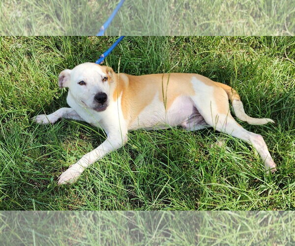 Medium Photo #2 American Pit Bull Terrier-Unknown Mix Puppy For Sale in Wetumpka, AL, USA