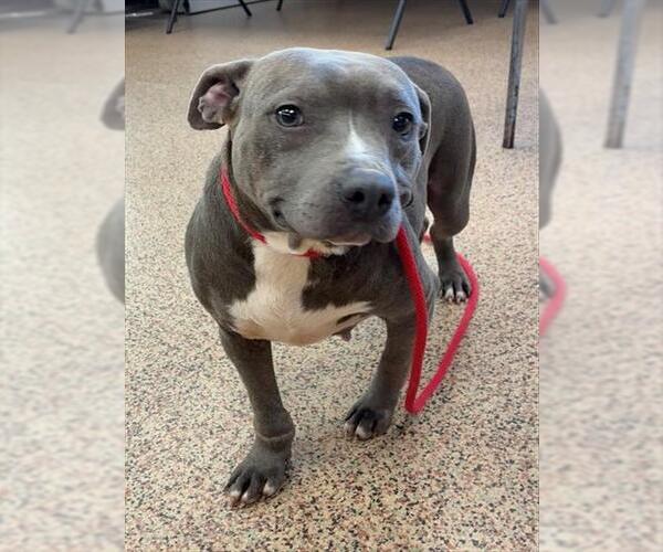 Medium Photo #1 Staffordshire Bull Terrier Puppy For Sale in Springfield, MA, USA
