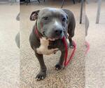 Small Staffordshire Bull Terrier