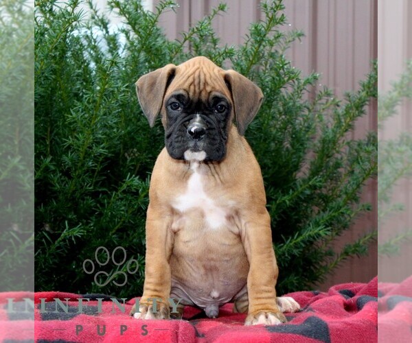 Medium Photo #1 Boxer Puppy For Sale in QUARRYVILLE, PA, USA