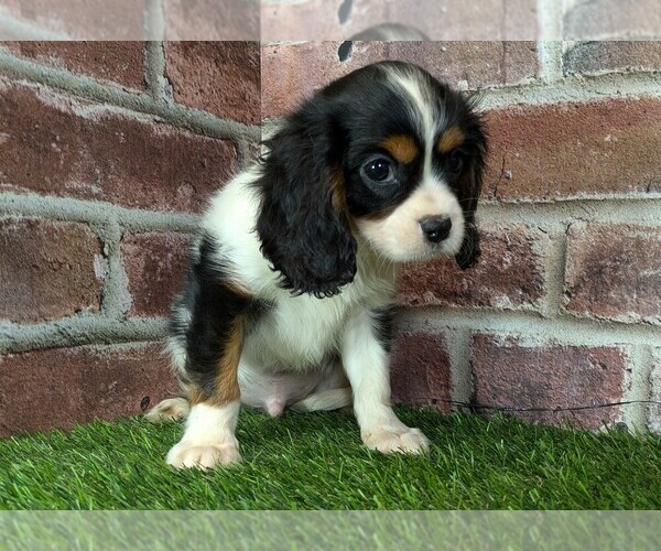 Medium Photo #8 Cavalier King Charles Spaniel Puppy For Sale in MOBERLY, MO, USA