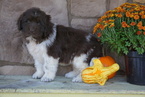 Small Photo #1 Newfoundland Puppy For Sale in FREDERICKSBG, OH, USA