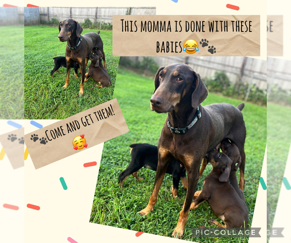 Medium Photo #3 Doberman Pinscher Puppy For Sale in HARTSELLE, AL, USA