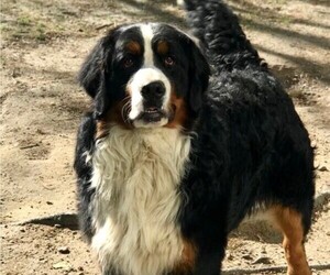 Father of the Bernese Mountain Dog puppies born on 03/08/2023