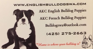 English Bulldog Puppy for sale in KIRKLAND, WA, USA