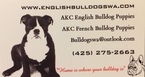 Small English Bulldog