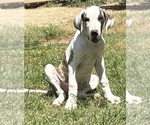 Small #1 Great Dane
