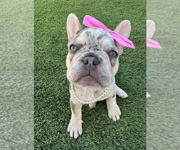 Medium Photo #21 French Bulldog Puppy For Sale in PLEASANTON, CA, USA