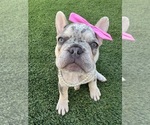 Small Photo #21 French Bulldog Puppy For Sale in PLEASANTON, CA, USA