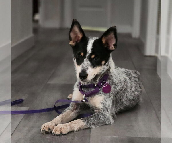 Medium Photo #1 Mutt Puppy For Sale in Paso Robles, CA, USA