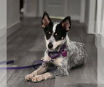 Small Mutt