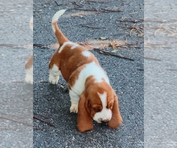 Medium Photo #17 Basset Hound Puppy For Sale in NEWBERN, TN, USA