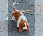 Small #16 Basset Hound