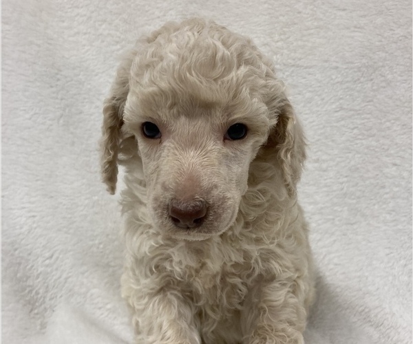 Medium Photo #4 Poodle (Standard) Puppy For Sale in CHETEK, WI, USA