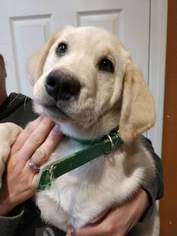 Borador Puppy for sale in FERNLEY, NV, USA