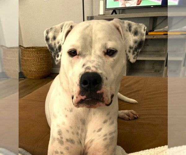 Medium Photo #4 American Bulldog Puppy For Sale in Raleigh, NC, USA