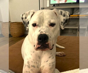 Binka - Female American Bulldog Dog for Adoption - Photo #4