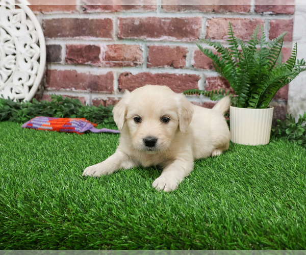 Medium Photo #2 English Cream Golden Retriever Puppy For Sale in SYRACUSE, IN, USA