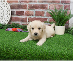 Small #1 English Cream Golden Retriever