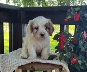 Cavapoo Puppy for sale in THORP, WI, USA