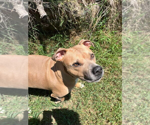 Medium Photo #2 Mutt Puppy For Sale in Claremore, OK, USA