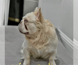 Father of the French Bulldog puppies born on 03/02/2023