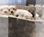 Small Photo #15 Coton de Tulear Puppy For Sale in YELM, WA, USA