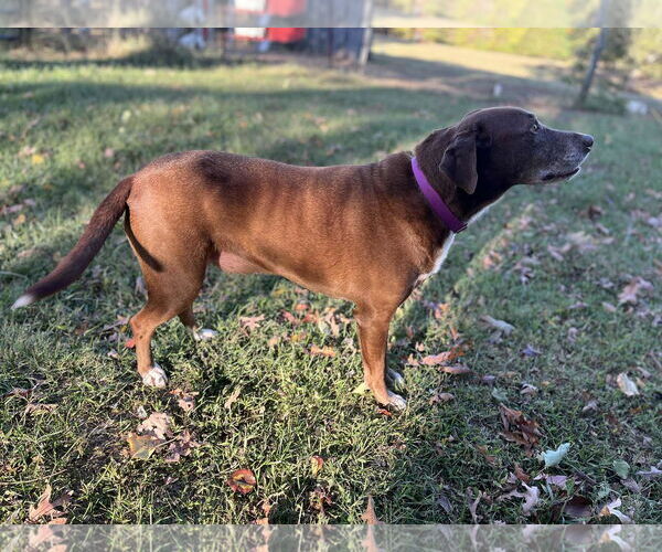 Medium Photo #4 Chocolate Labrador retriever-Unknown Mix Puppy For Sale in Cookeville, TN, USA