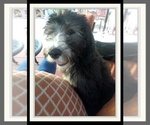 Small Photo #20 Sheepadoodle Puppy For Sale in RIALTO, CA, USA