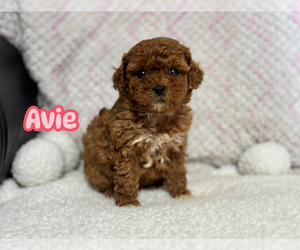 Cavapoo Puppy for sale in CAMPBELLSVILLE, KY, USA