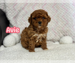 Image preview for Ad Listing. Nickname: Avie