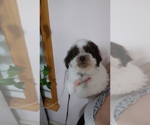 Poodle (Toy) Puppy for sale in WORCESTER, MA, USA