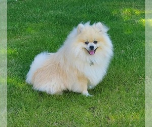 Father of the Pomeranian puppies born on 06/17/2026