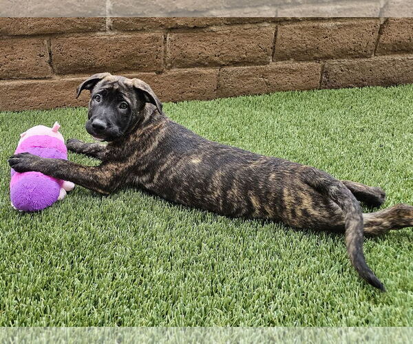 Medium Photo #4 German Shepherd Dog-Unknown Mix Puppy For Sale in Mission Viejo, CA, USA