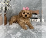 Small #2 Cavapoo (Standard)